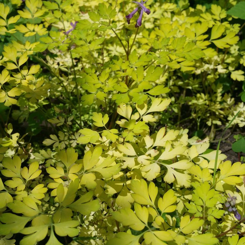 Kiurunkannus Berry Exciting (Kasvutapa)
