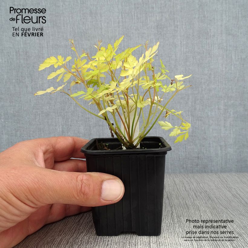 Esimerkki syksyllä toimitetusta Kiurunkannus Berry Exciting 8/9 cm taimiruukku-taimesta