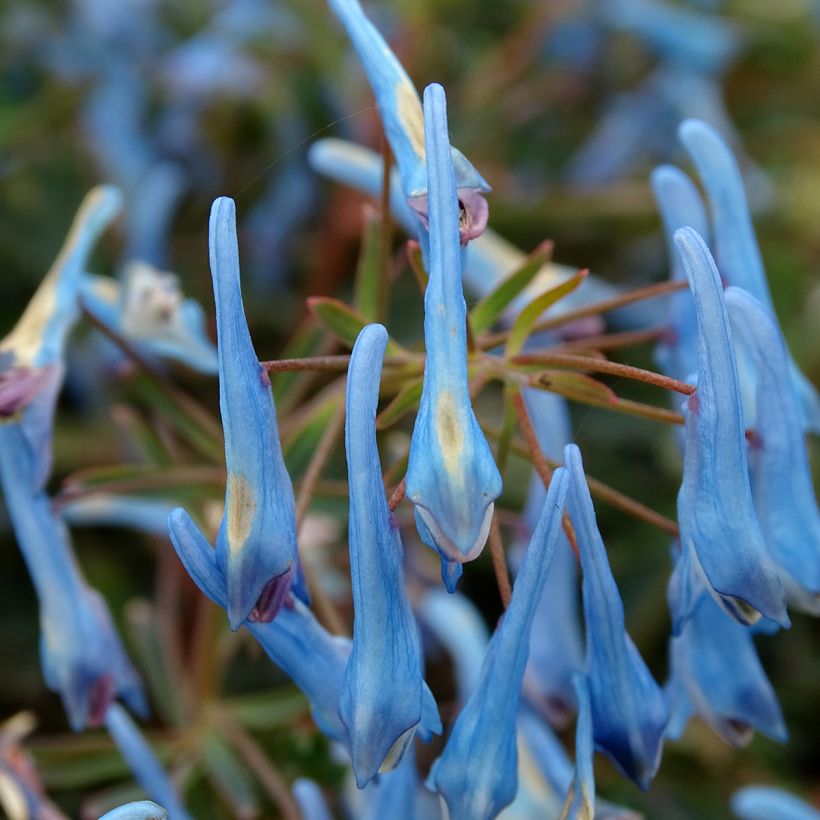 Safiirikiurunkannus Porcelain Blue (Kukinta)