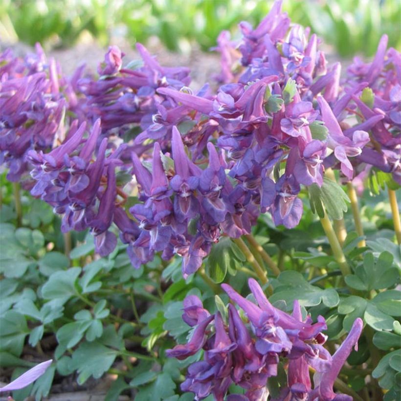 Pystykiurunkannus Purple Bird (Kukinta)