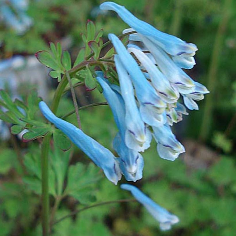 Safiirikiurunkannus Blue Panda (Kukinta)