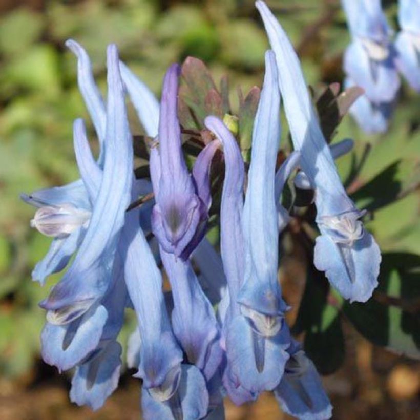 Safiirikiurunkannus China Blue (Kukinta)