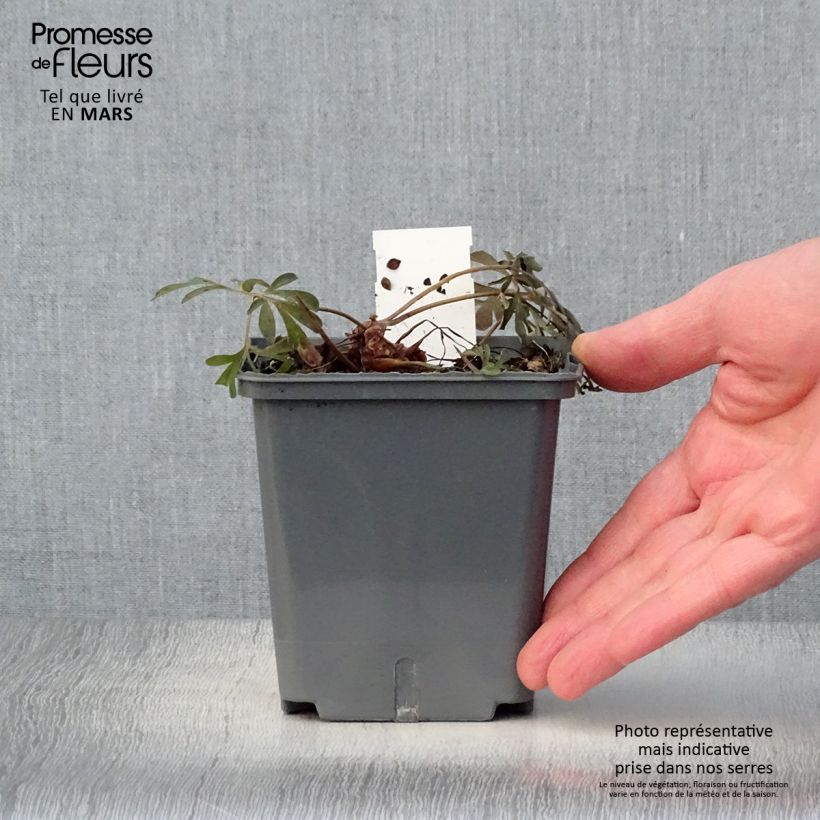 Esimerkki keväällä toimitetusta Safiirikiurunkannus Porcelain Blue Ruukku 1L / 1,5L-taimesta