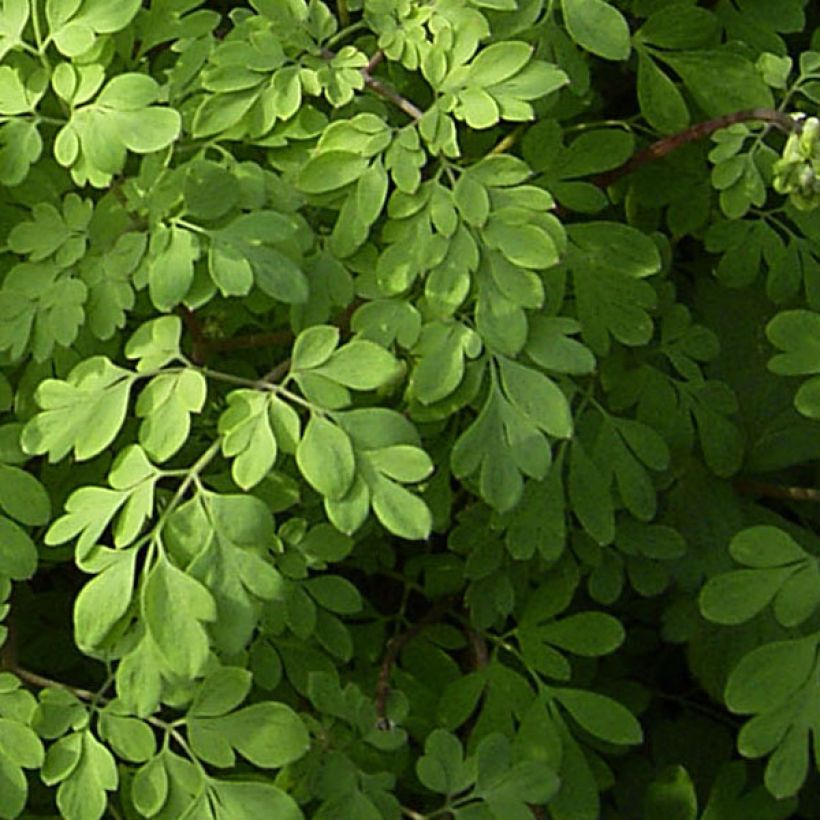 Keltakiurunkannus - Corydalis lutea (Lehvistö)