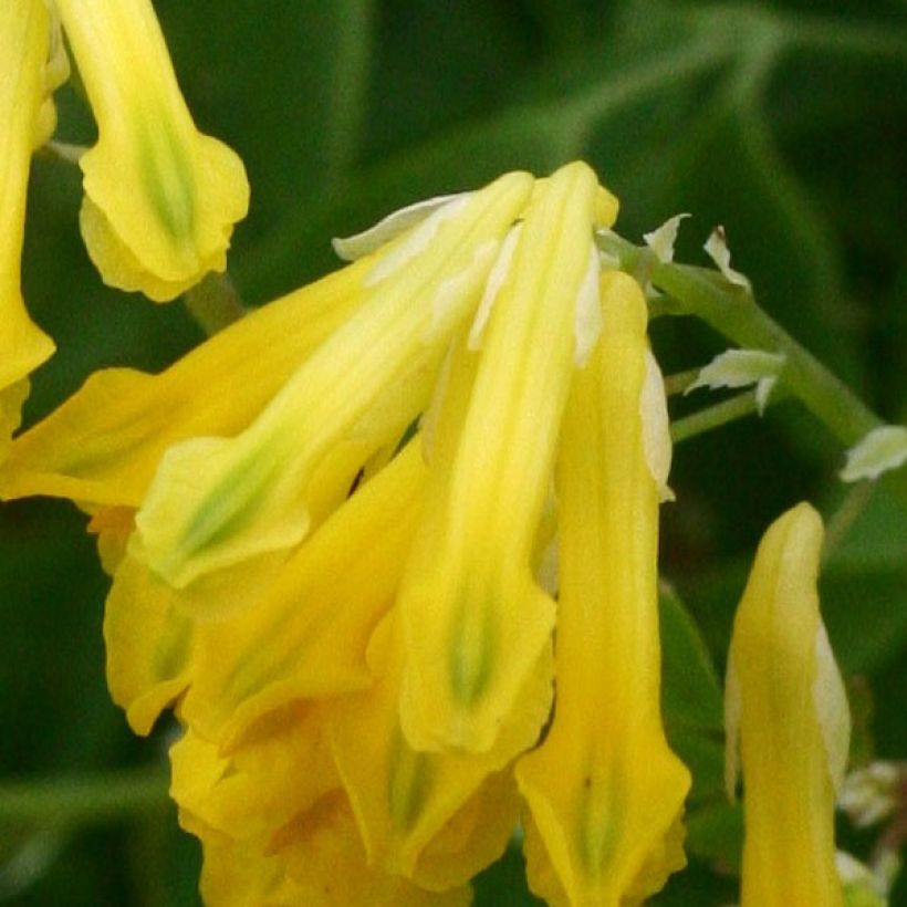 Keltakiurunkannus - Corydalis lutea (Kukinta)