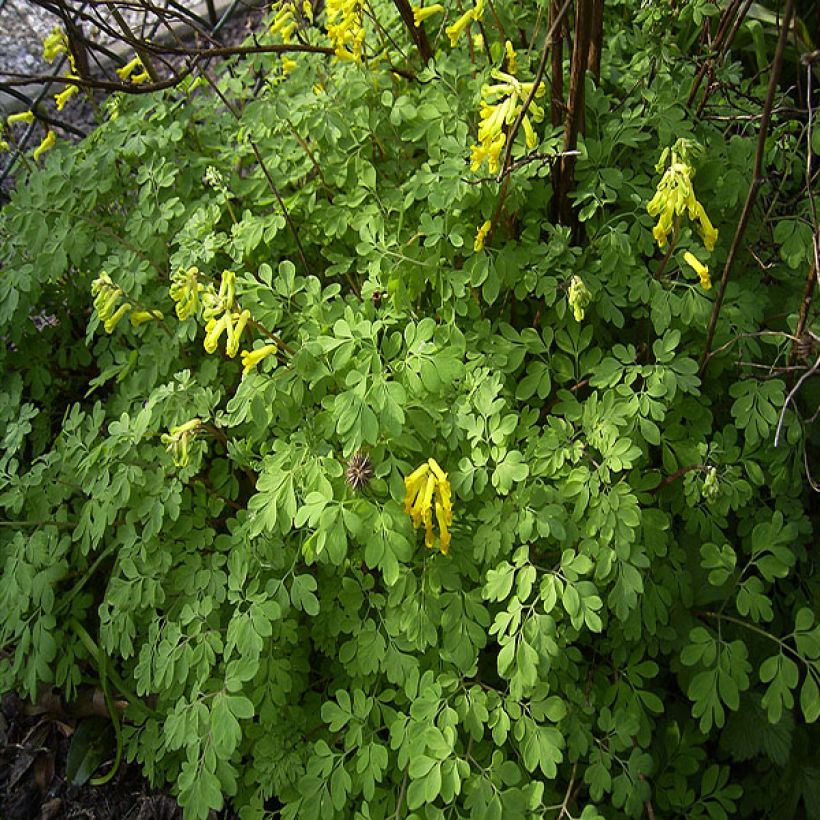 Keltakiurunkannus - Corydalis lutea (Kasvutapa)