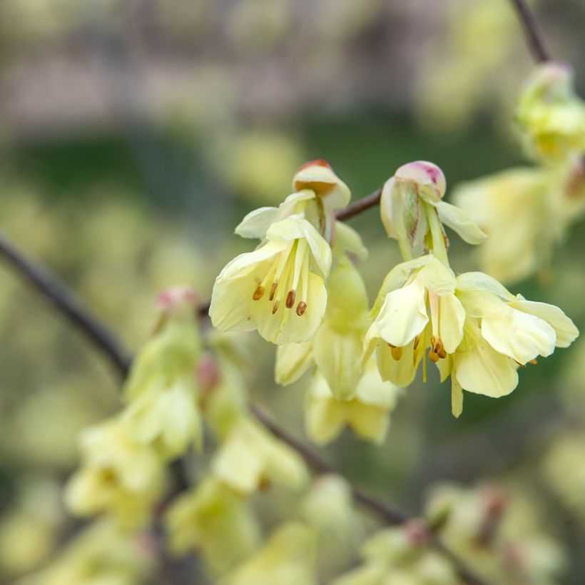 Corylopsis pauciflora (Kukinta)