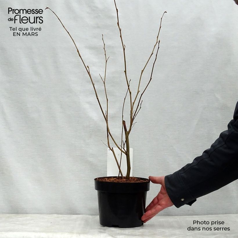 Esimerkki keväällä toimitetusta Corylopsis spicata Pot de 2L/3L-taimesta