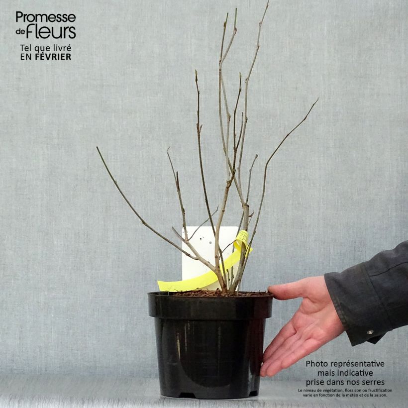 Esimerkki talvella toimitetusta Corylopsis spicata 2 litran/3 litran ruukku-taimesta