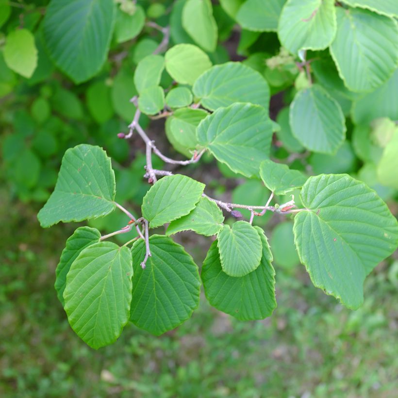 Corylopsis spicata (Lehvistö)