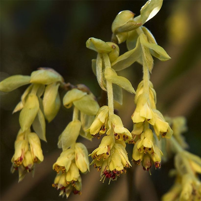 Corylopsis Spring Violetti (Kukinta)