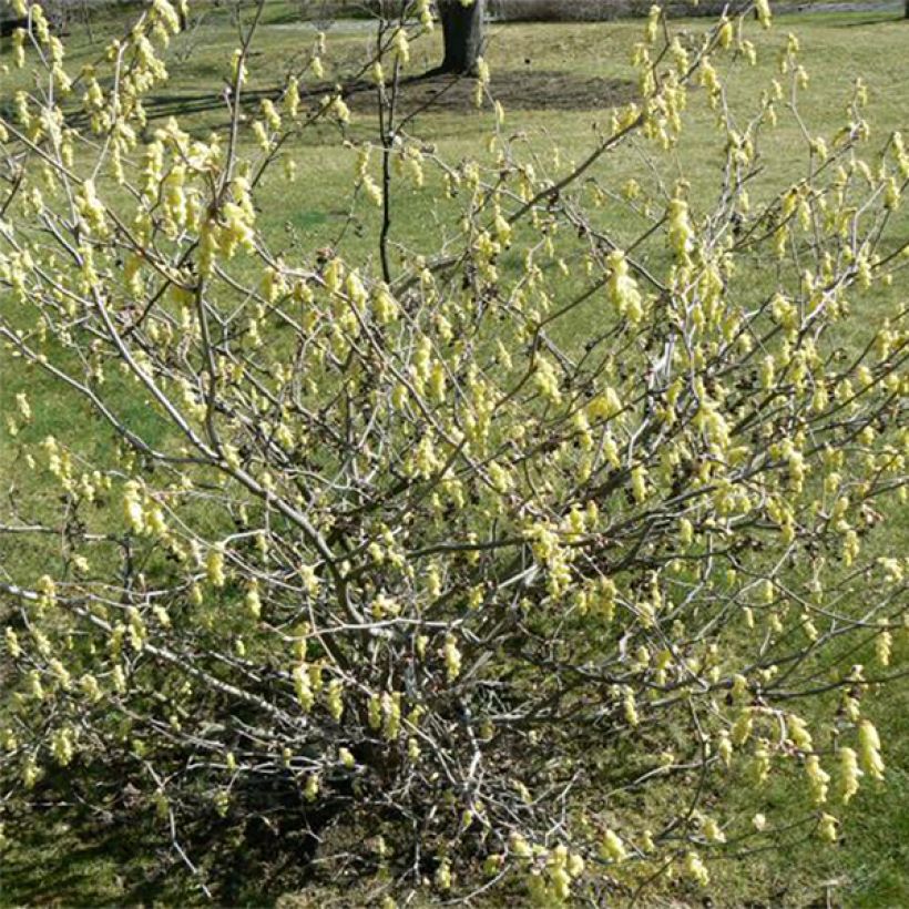 Corylopsis Spring Violetti (Kasvutapa)
