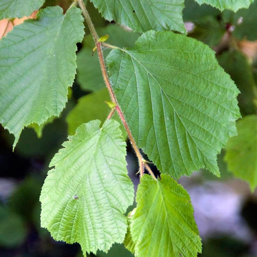 Pähkinäpensas - Corylus avellana (Lehvistö)