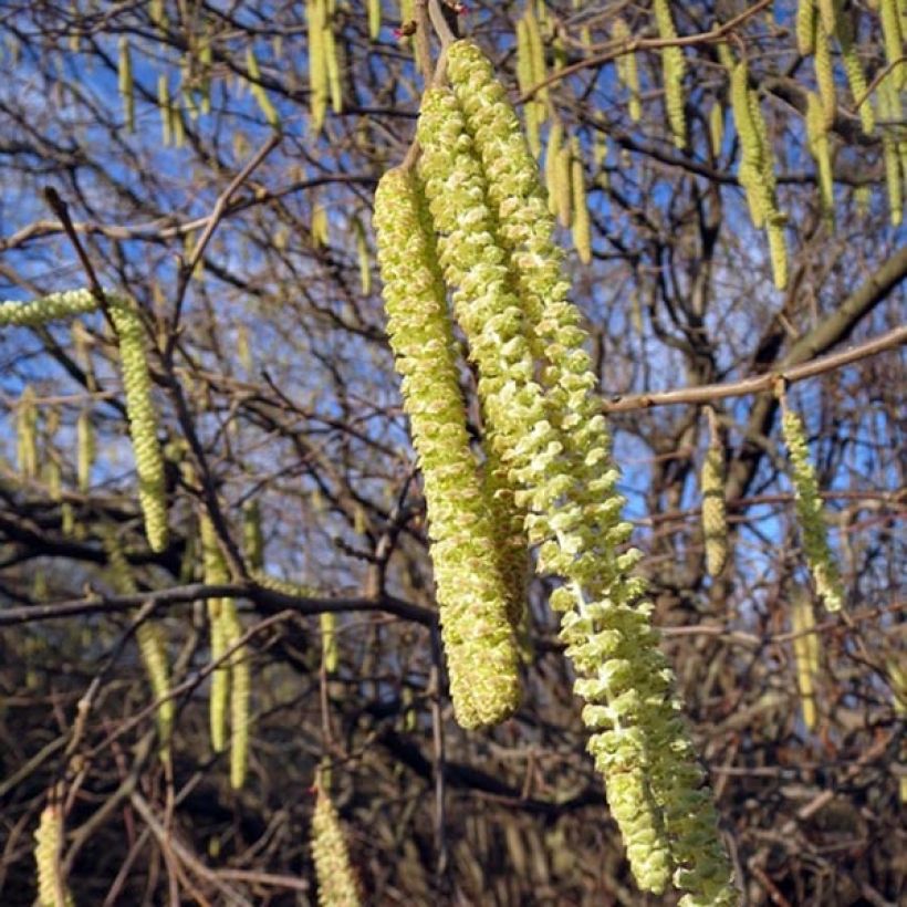 Pähkinäpensas - Corylus avellana (Kukinta)