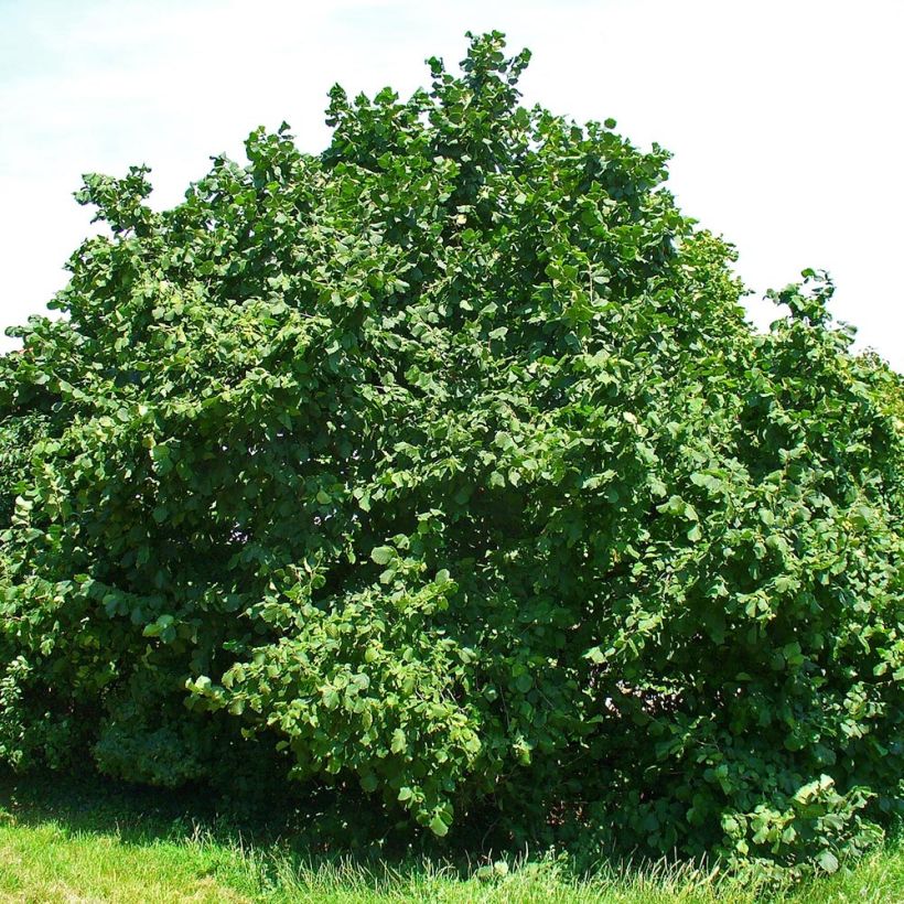 Pähkinäpensas - Corylus avellana (Kasvutapa)