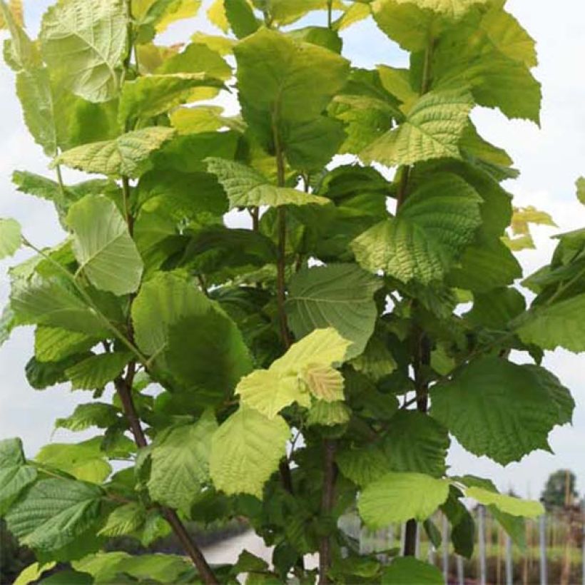 Pähkinäpensas Aurea (Lehvistö)