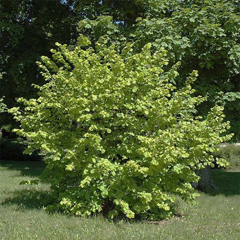 Pähkinäpensas Aurea (Kasvutapa)