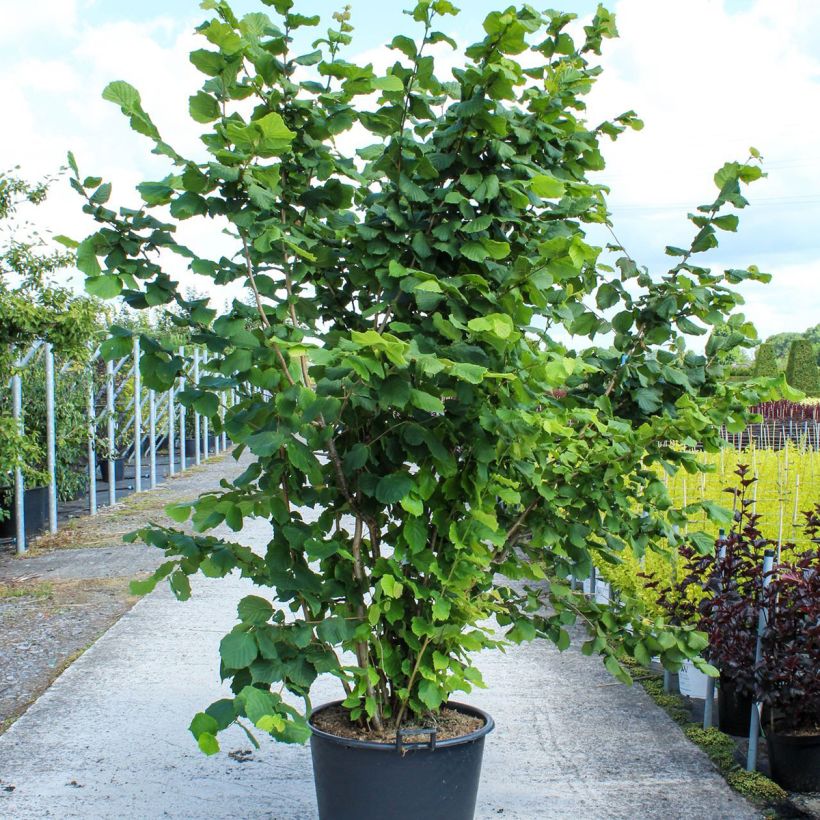 Esimerkki keväällä toimitetusta Pähkinäpensas - Corylus avellana Ruukku 80L / 90L, Pienoinen-taimesta