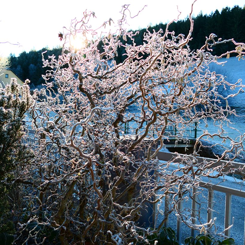 Pähkinäpensas Medusa (Kasvutapa)