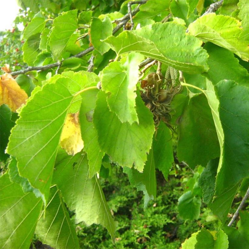 Turkinpähkinä - Corylus colurna (Lehvistö)