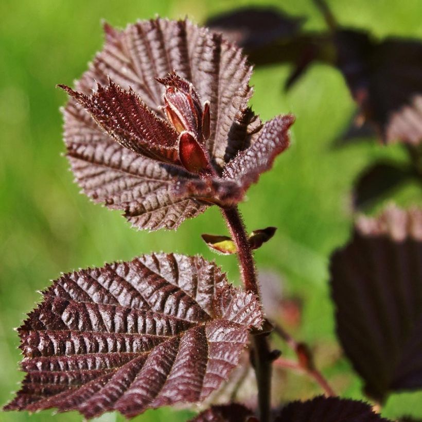Isopähkinäpensas Purpurea (Lehvistö)