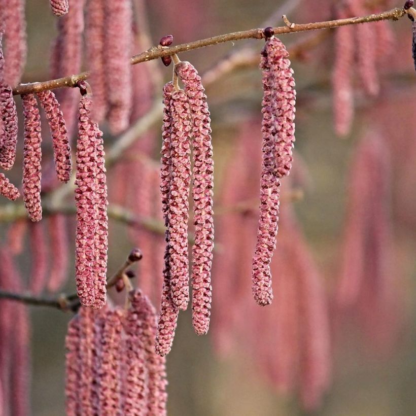Isopähkinäpensas Purpurea (Kukinta)