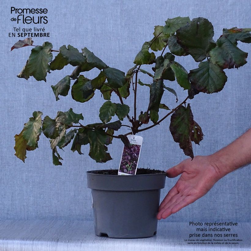 Esimerkki syksyllä toimitetusta Isopähkinäpensas Purpurea 3 litran/4 litran ruukku-taimesta