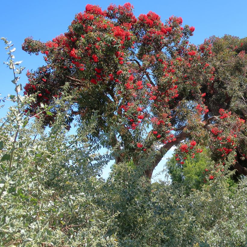 Corymbia ficifolia (Kasvutapa)