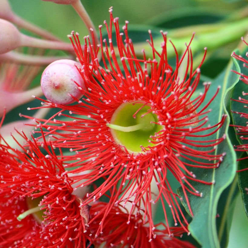 Corymbia ficifolia (Kukinta)