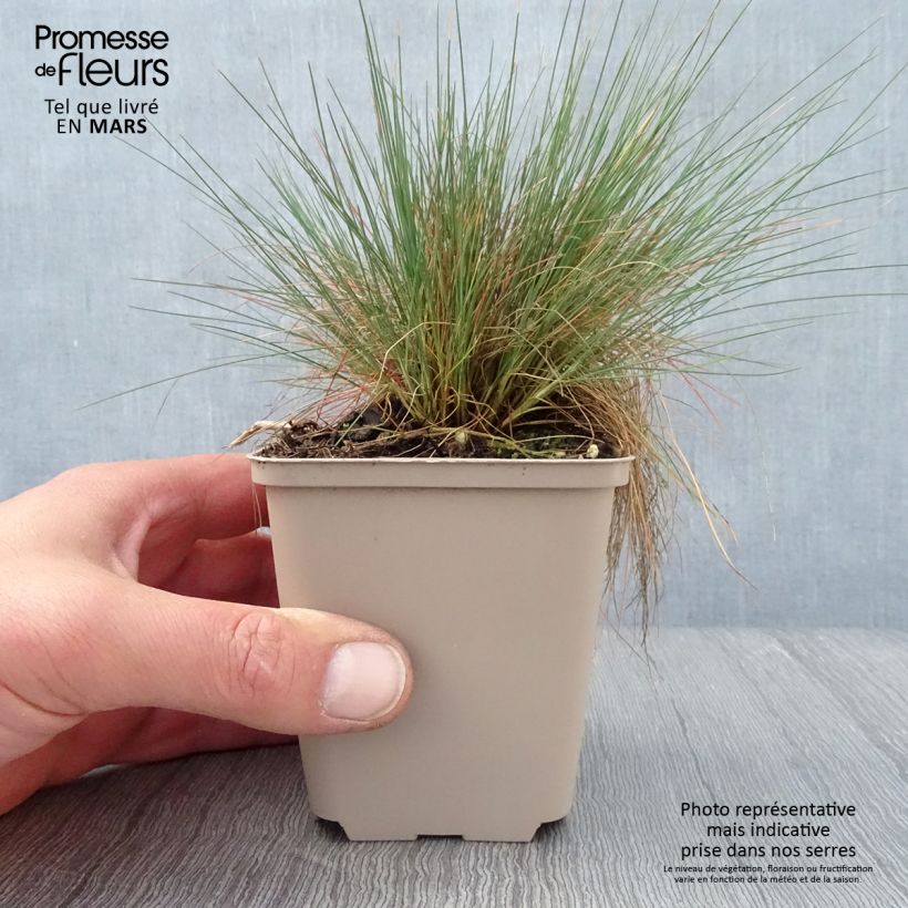 Esimerkki keväällä toimitetusta Hopeaheinä Spiky Blue Godet de 8/9 cm-taimesta