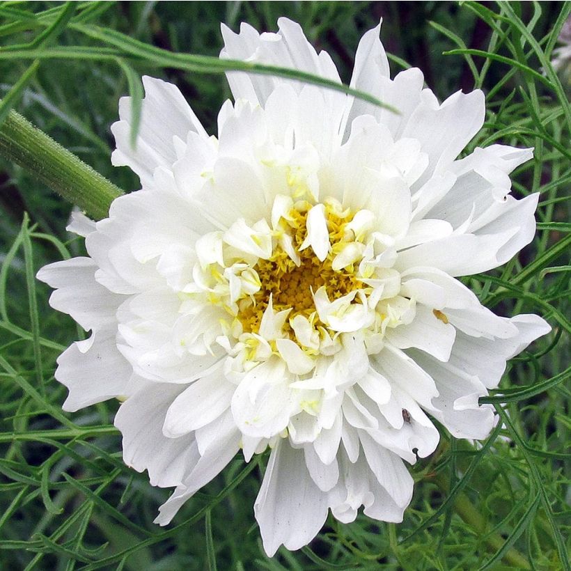 Kosmoskukka Double Click Snow Puff (siemenet) (Kukinta)