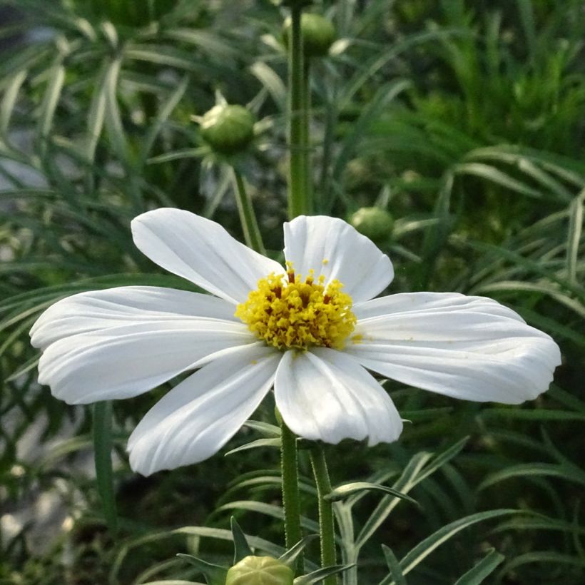 Kosmoskukka Sonata White (Kukinta)