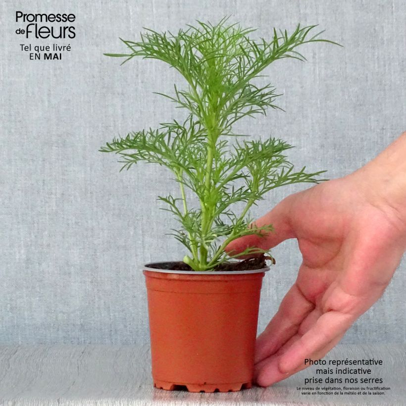 Esimerkki keväällä toimitetusta Kosmoskukka Sonata White Pot de 10 cm/11cm-taimesta