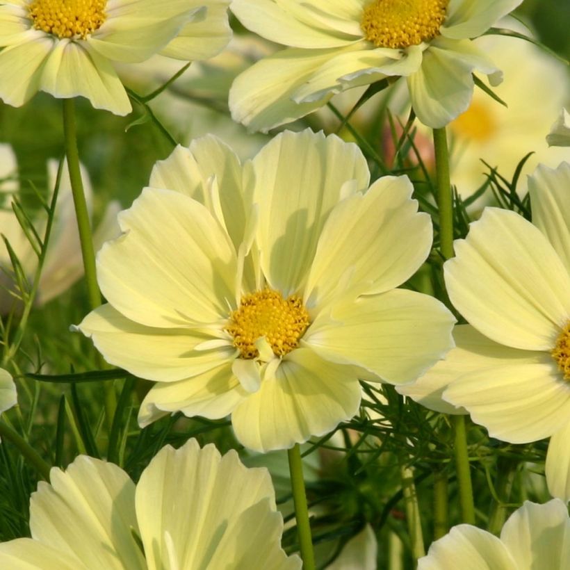 Kosmoskukka Xanthos (Kukinta)