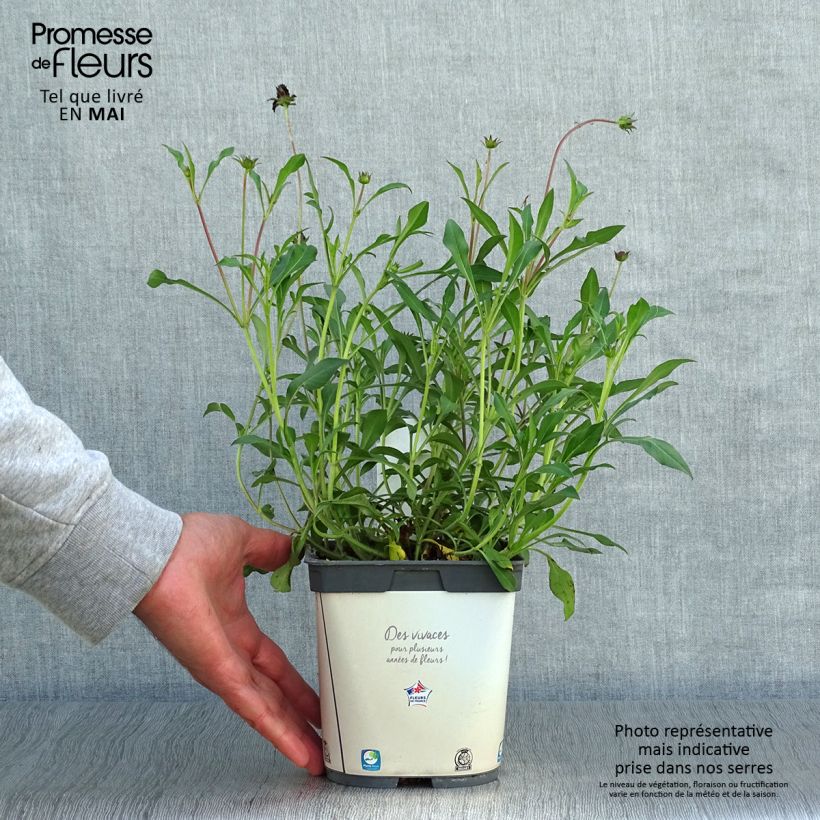 Example of Suklaakosmos Chocamocha Pot de 2L/3L as you get in printemps