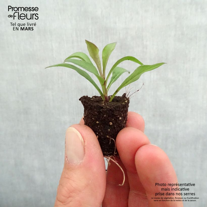 Example of Suklaakosmos Chocamocha Mini-motte Ø 1,5/2,5 cm as you get in printemps