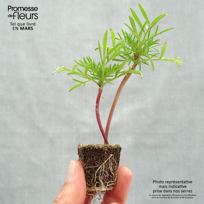 Esimerkki keväällä toimitetusta Kosmoskukka Double Click Mix Jardimotte : motte 3,8 cm x 3,2 cm en plaque de culture par 16-taimesta