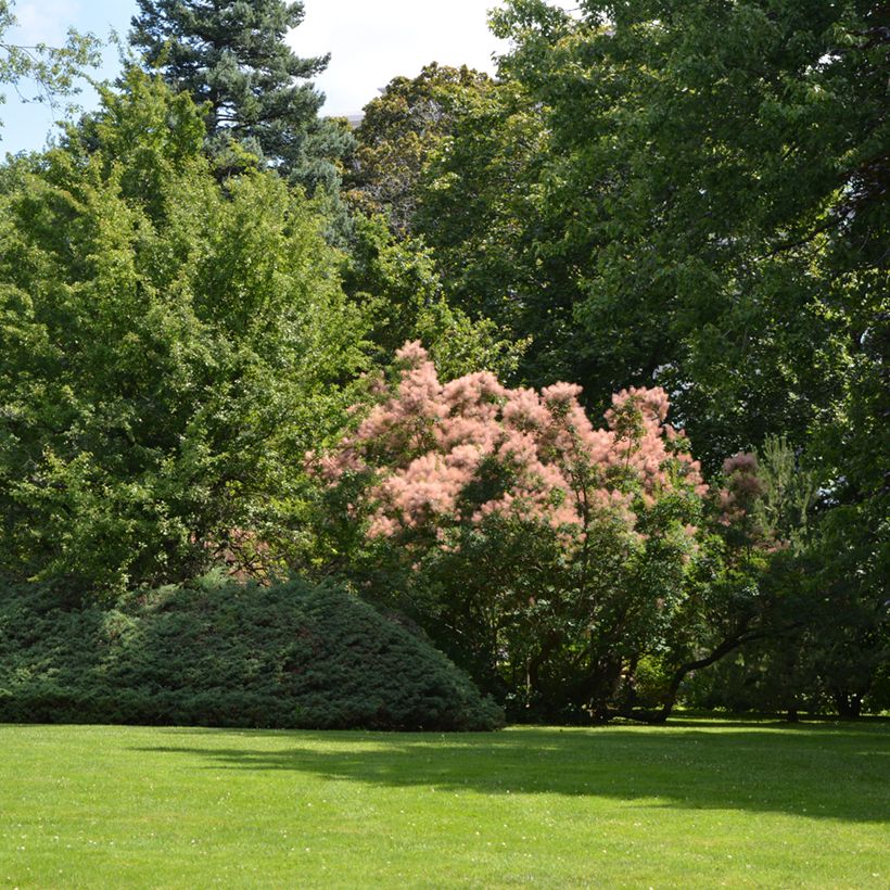 Peruukkipensas - Cotinus coggygria (Kasvutapa)