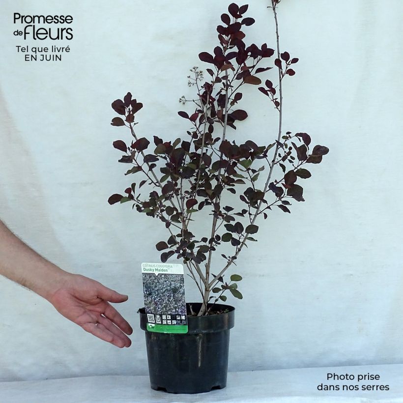 Esimerkki kesällä toimitetusta Peruukkipensas Dusky Maiden Pot de 3L/4L-taimesta