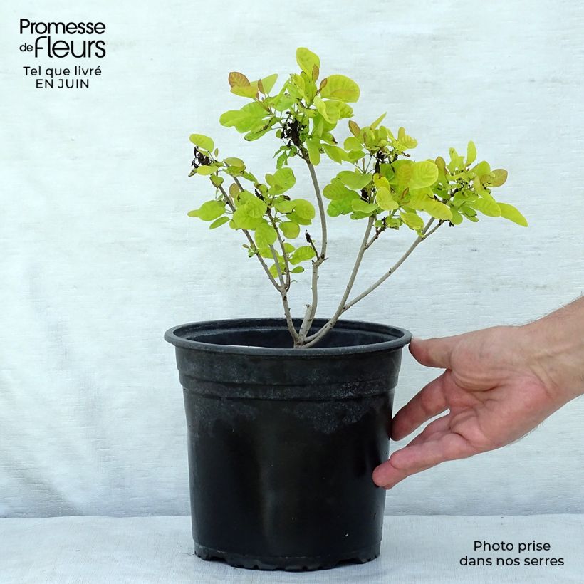 Esimerkki kesällä toimitetusta Peruukkipensas Golden Lady Pot de 3L/4L-taimesta