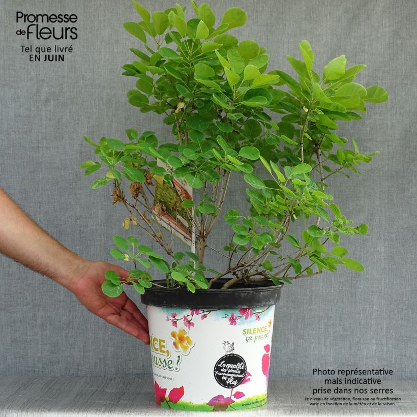Esimerkki kesällä toimitetusta Peruukkipensas Golden Lady Pot de 7,5L/10L-taimesta