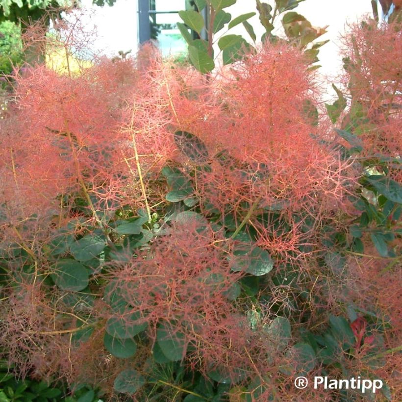 Peruukkipensas Red Spirit (Kukinta)