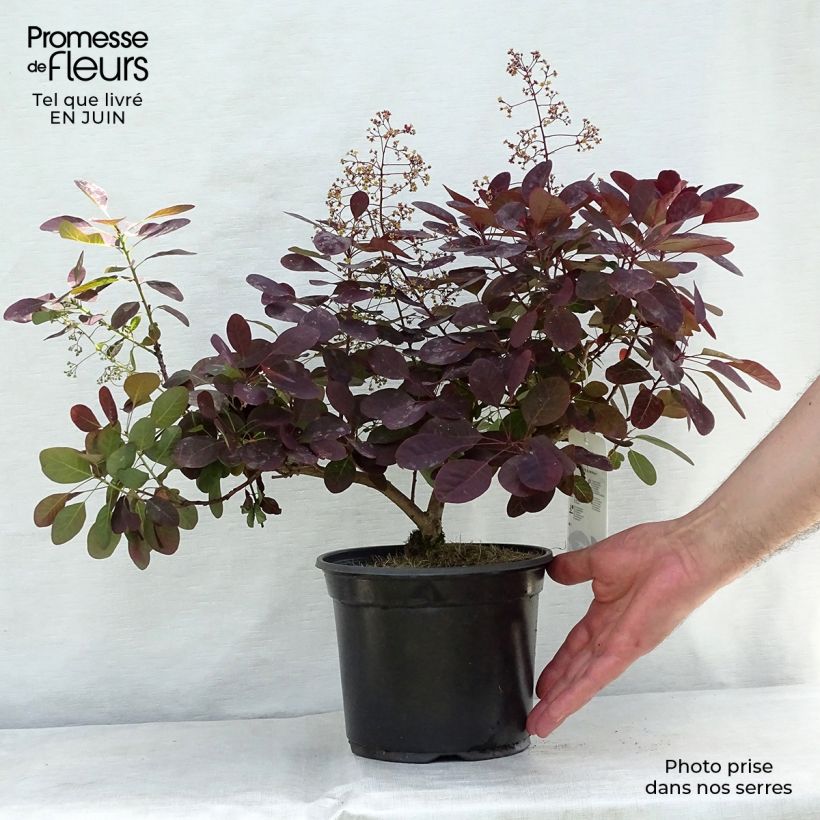 Esimerkki kesällä toimitetusta Peruukkipensas Royal Purple Ruukku 2L / 3L-taimesta