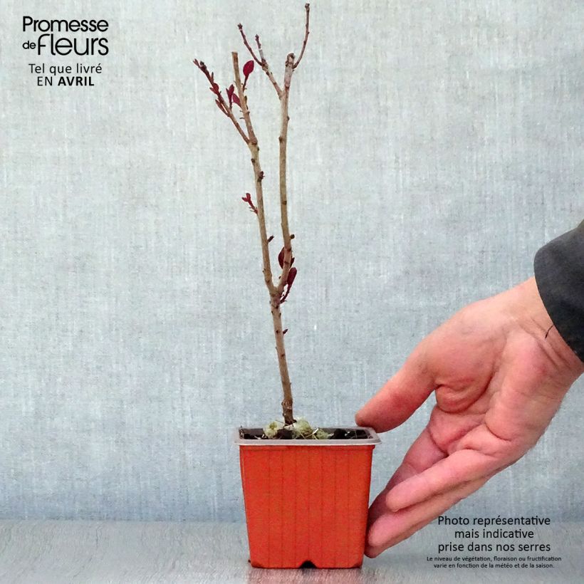 Esimerkki keväällä toimitetusta Peruukkipensas Royal Purple Taimiruukku 8/9 cm-taimesta