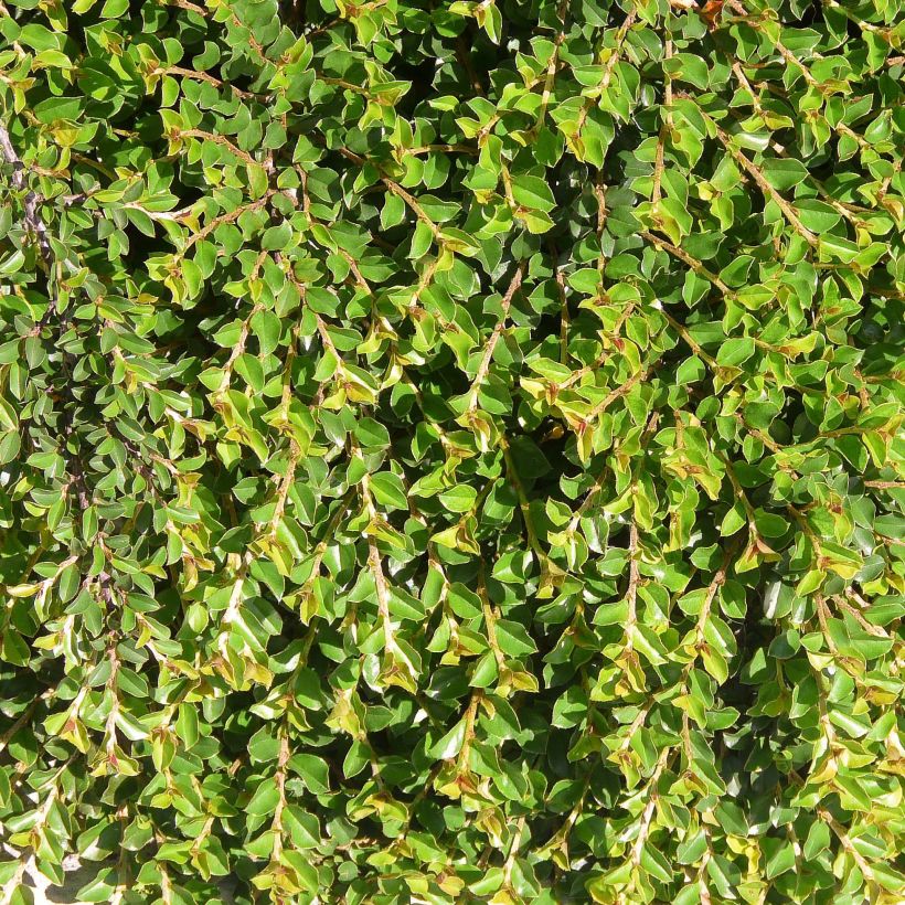 Lamotuhkapensas - Cotoneaster adpressus (Lehvistö)