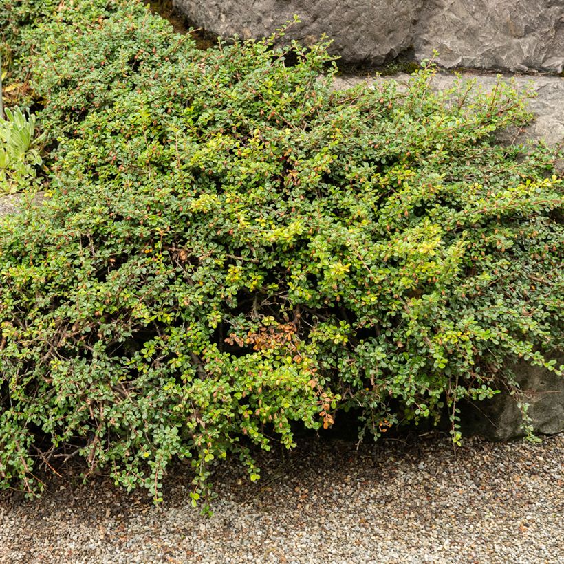 Lamotuhkapensas - Cotoneaster adpressus (Kasvutapa)