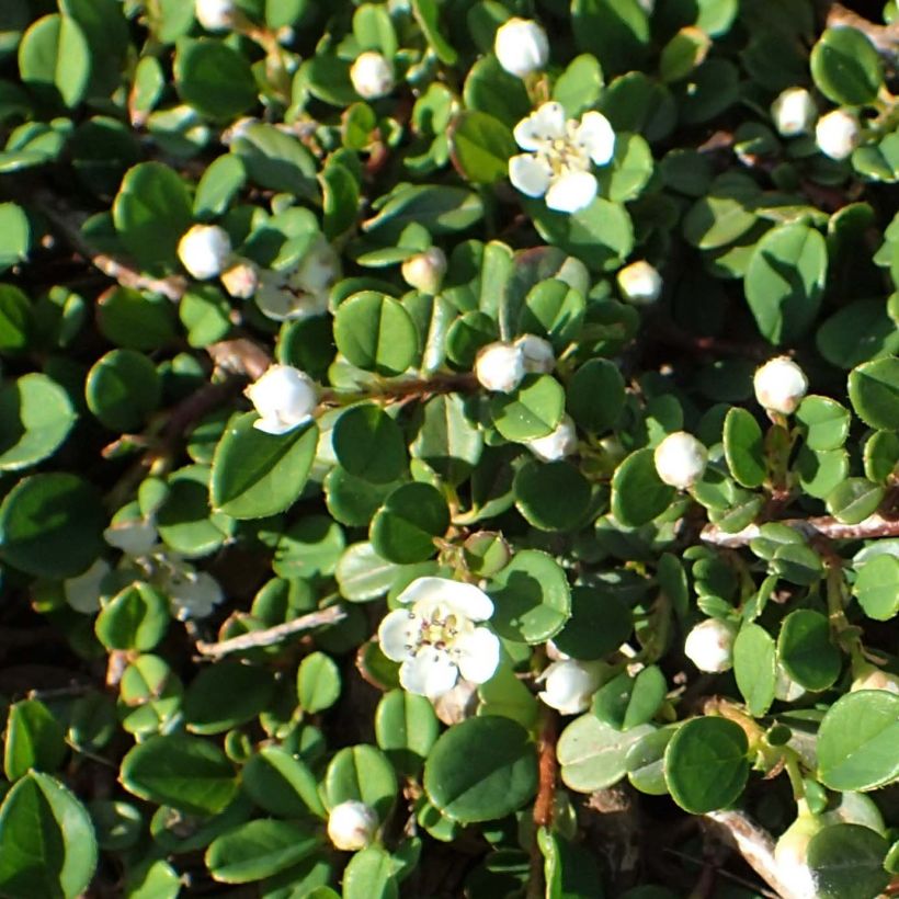 Tuhkapensaa - Cotoneaster congestus (Lehvistö)
