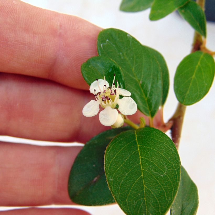 Suikerotuhkapensas - Cotoneaster dammeri (Kukinta)
