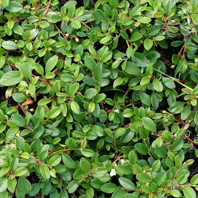 Suikerotuhkapensas - Cotoneaster dammeri (Lehvistö)