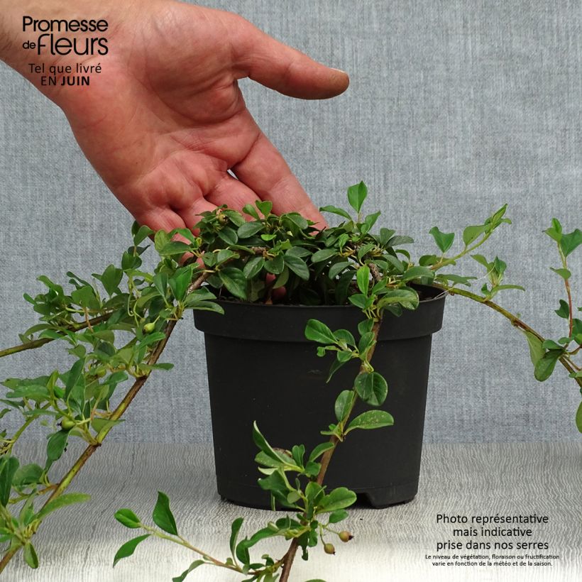 Esimerkki kesällä toimitetusta Suikerotuhkapensas - Cotoneaster dammeri Godet de 8/9 cm-taimesta
